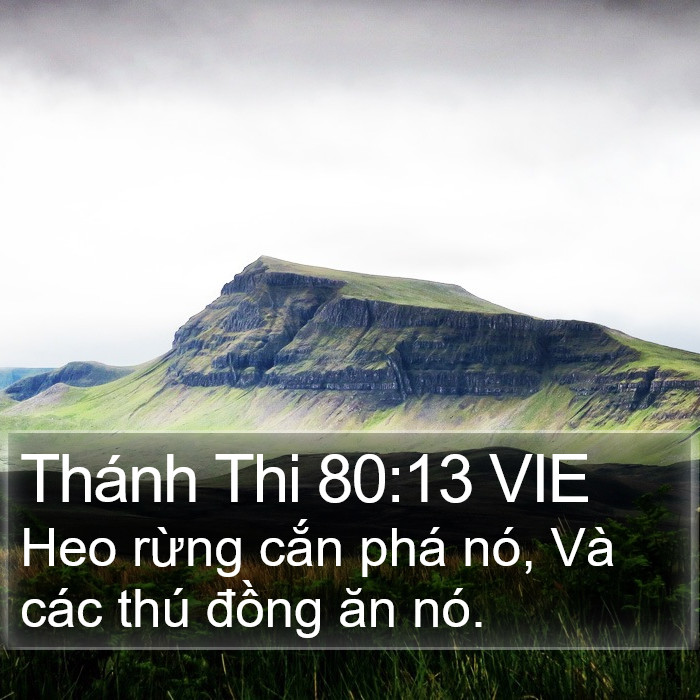 Thánh Thi 80:13 VIE Bible Study