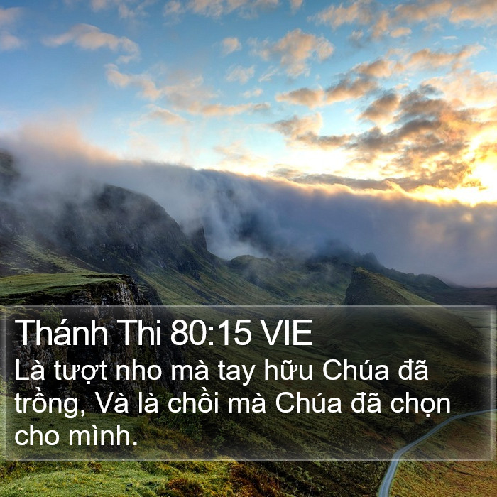 Thánh Thi 80:15 VIE Bible Study