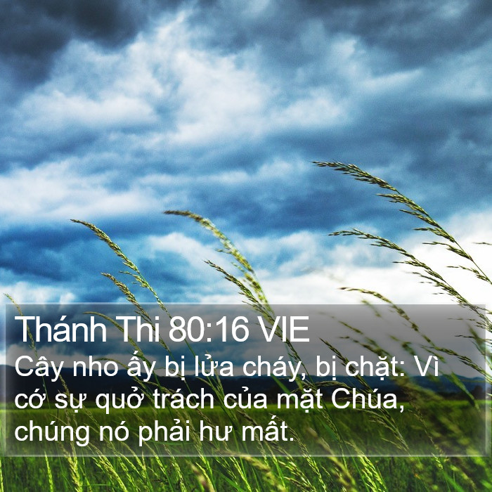 Thánh Thi 80:16 VIE Bible Study