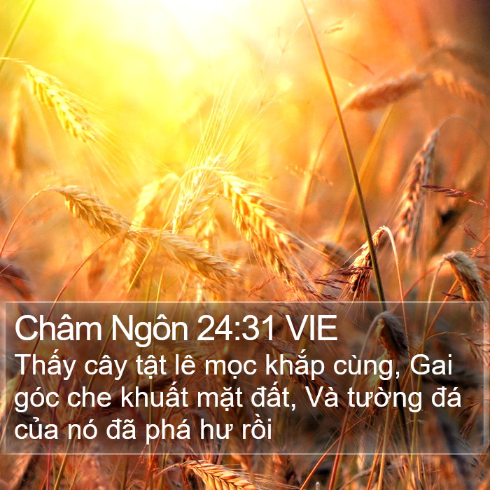 Châm Ngôn 24:31 VIE Bible Study