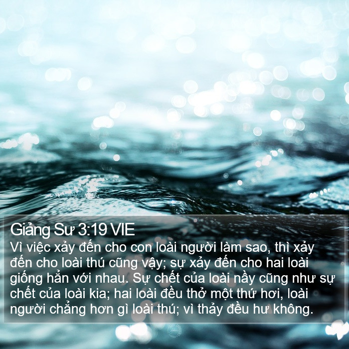 Giảng Sư 3:19 VIE Bible Study