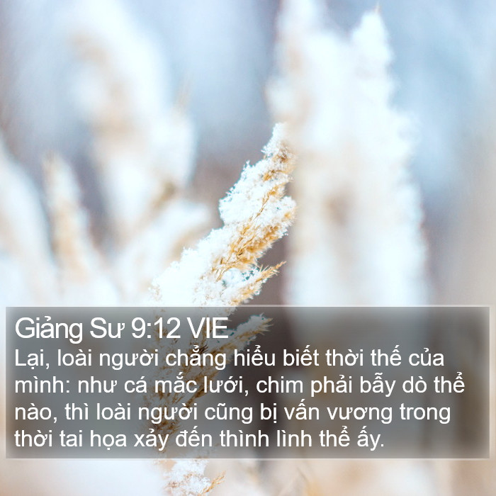 Giảng Sư 9:12 VIE Bible Study