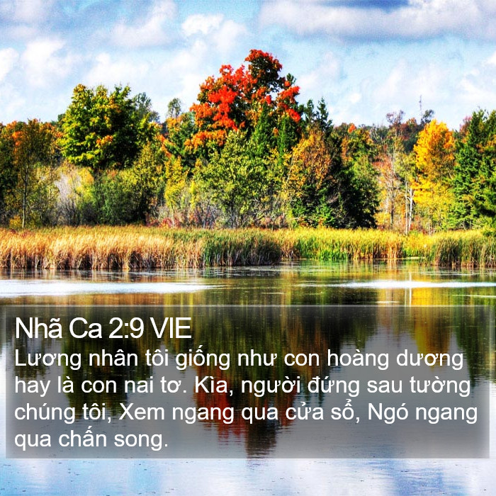 Nhã Ca 2:9 VIE Bible Study