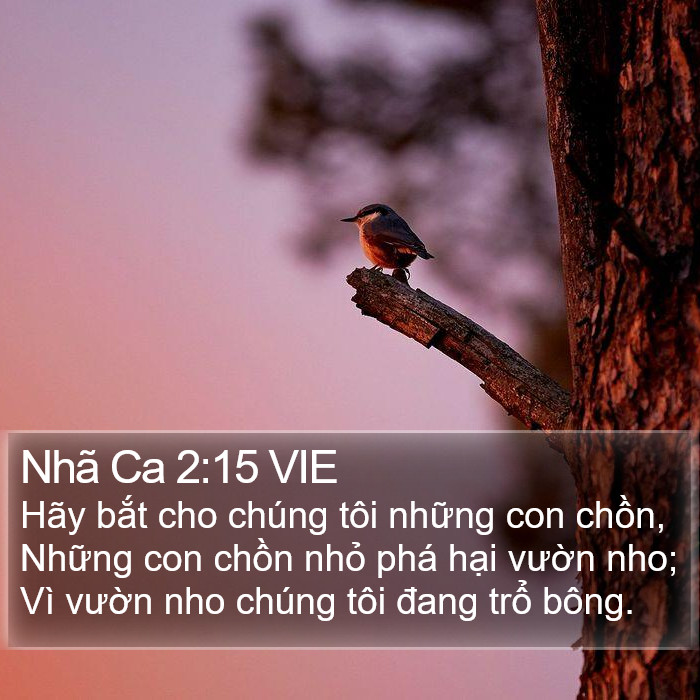 Nhã Ca 2:15 VIE Bible Study