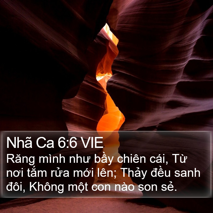 Nhã Ca 6:6 VIE Bible Study