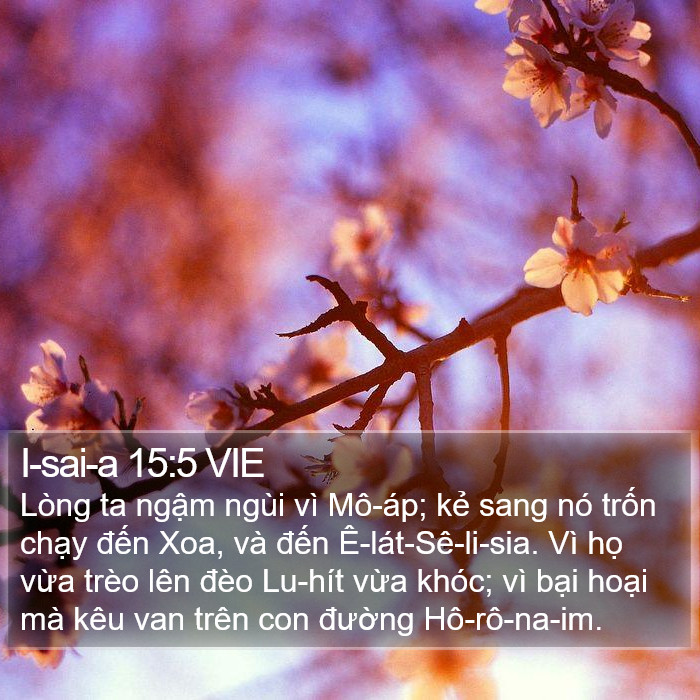 I-sai-a 15:5 VIE Bible Study