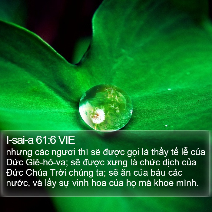 I-sai-a 61:6 VIE Bible Study