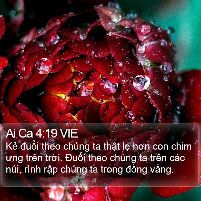 Ai Ca 4:19 VIE Bible Study