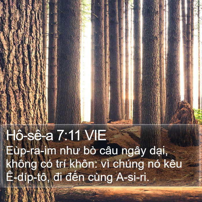 Hô-sê-a 7:11 VIE Bible Study