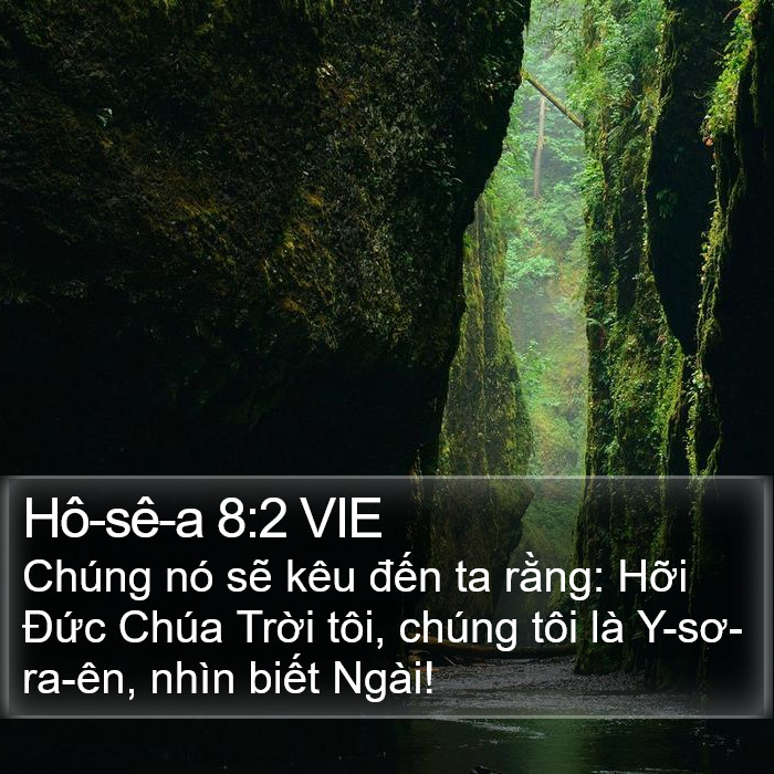 Hô-sê-a 8:2 VIE Bible Study