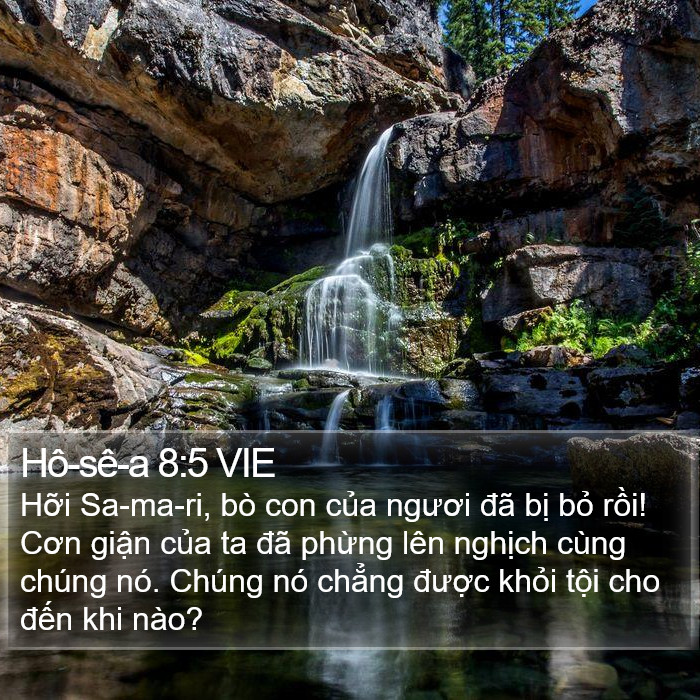 Hô-sê-a 8:5 VIE Bible Study