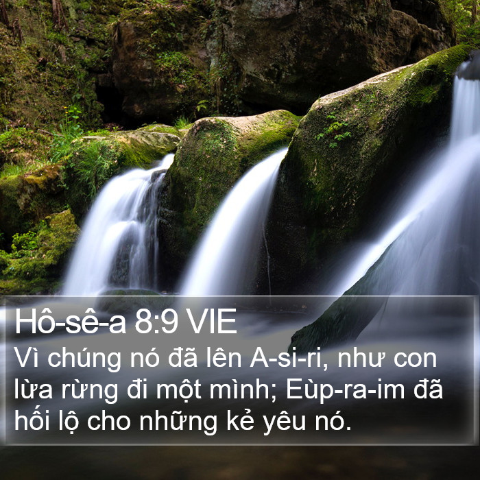 Hô-sê-a 8:9 VIE Bible Study