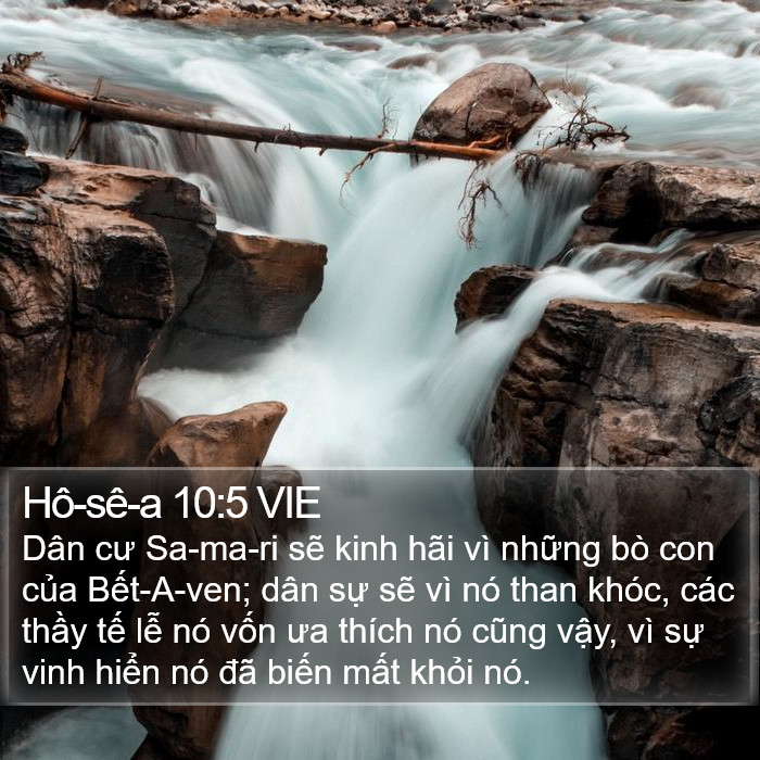 Hô-sê-a 10:5 VIE Bible Study