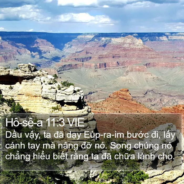 Hô-sê-a 11:3 VIE Bible Study