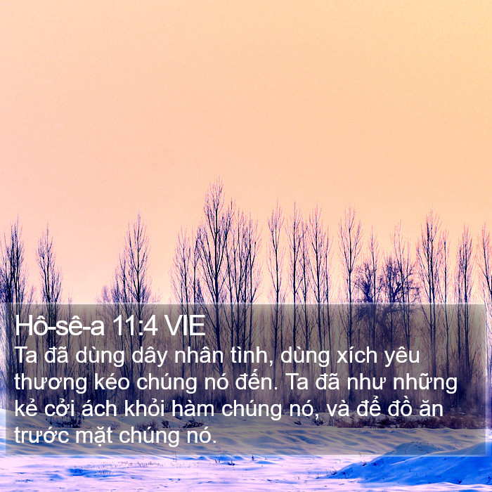 Hô-sê-a 11:4 VIE Bible Study