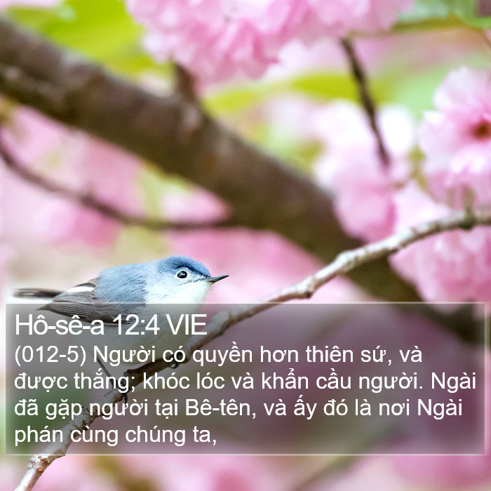 Hô-sê-a 12:4 VIE Bible Study