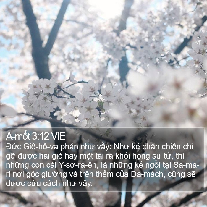 A-mốt 3:12 VIE Bible Study