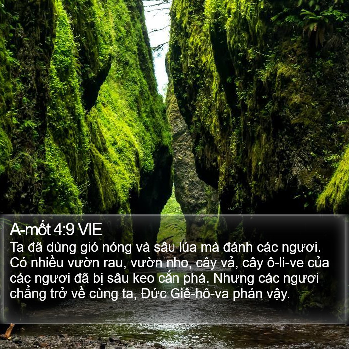 A-mốt 4:9 VIE Bible Study