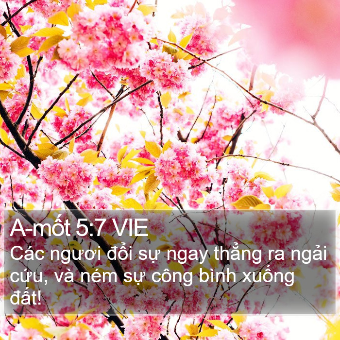 A-mốt 5:7 VIE Bible Study