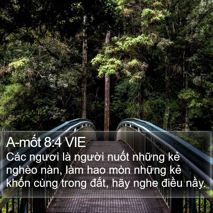 A-mốt 8:4 VIE Bible Study