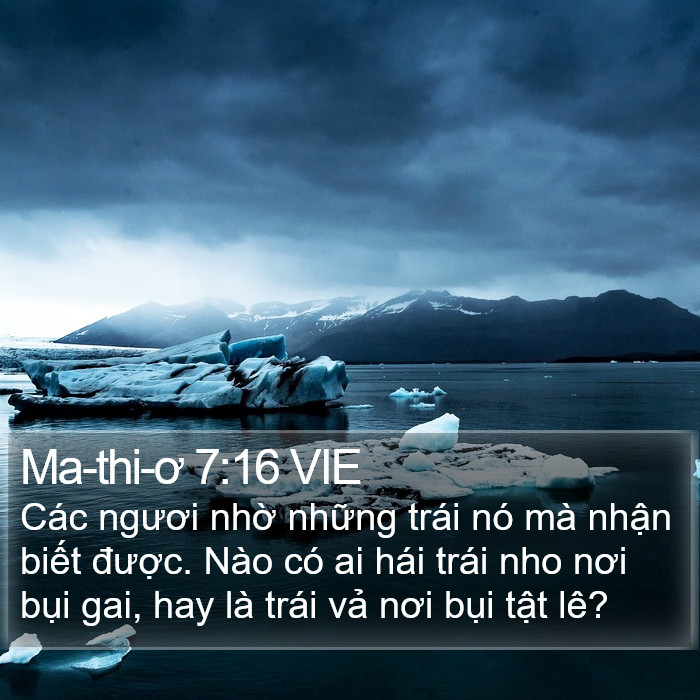 Ma-thi-ơ 7:16 VIE Bible Study