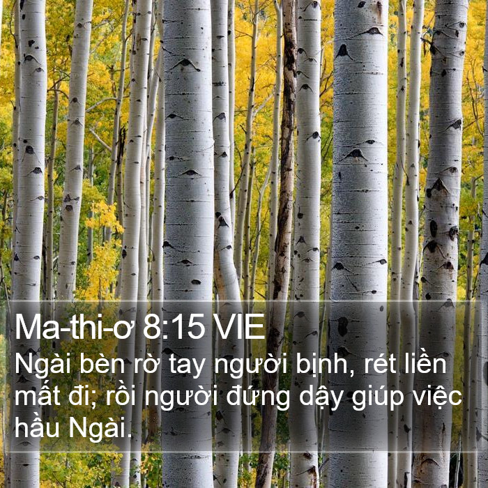 Ma-thi-ơ 8:15 VIE Bible Study