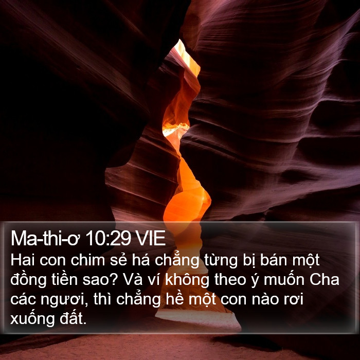 Ma-thi-ơ 10:29 VIE Bible Study