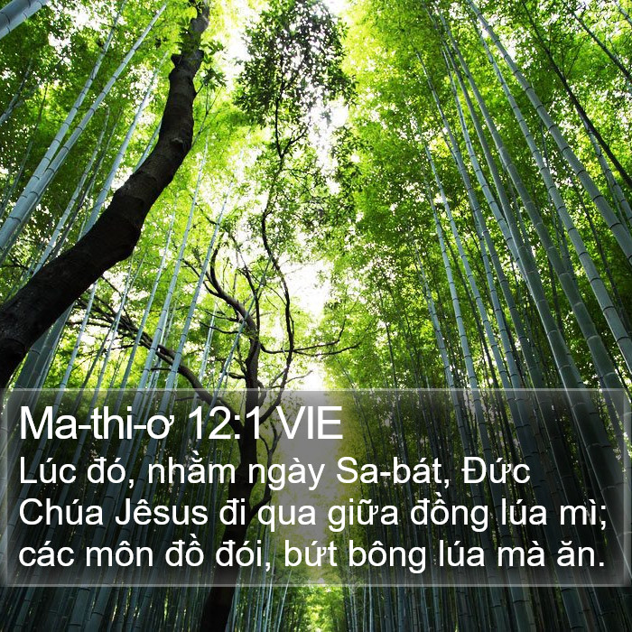 Ma-thi-ơ 12:1 VIE Bible Study