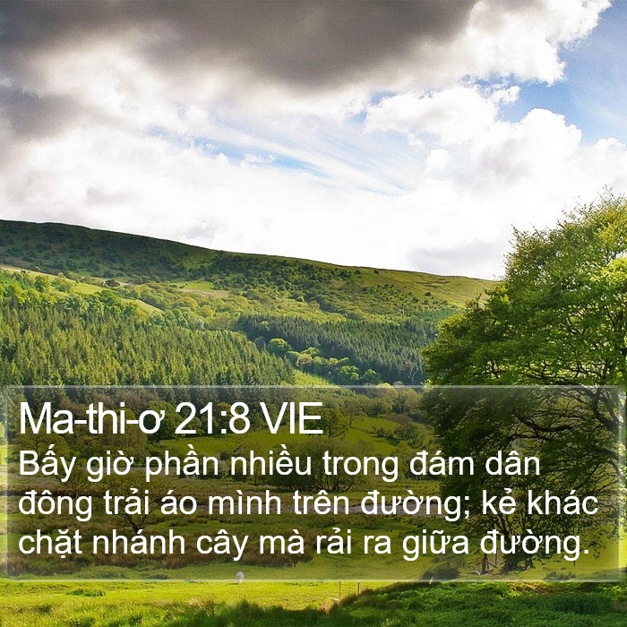 Ma-thi-ơ 21:8 VIE Bible Study