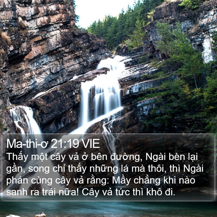 Ma-thi-ơ 21:19 VIE Bible Study