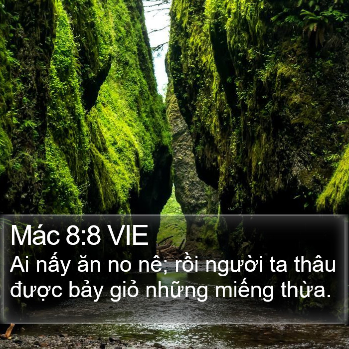 Mác 8:8 VIE Bible Study