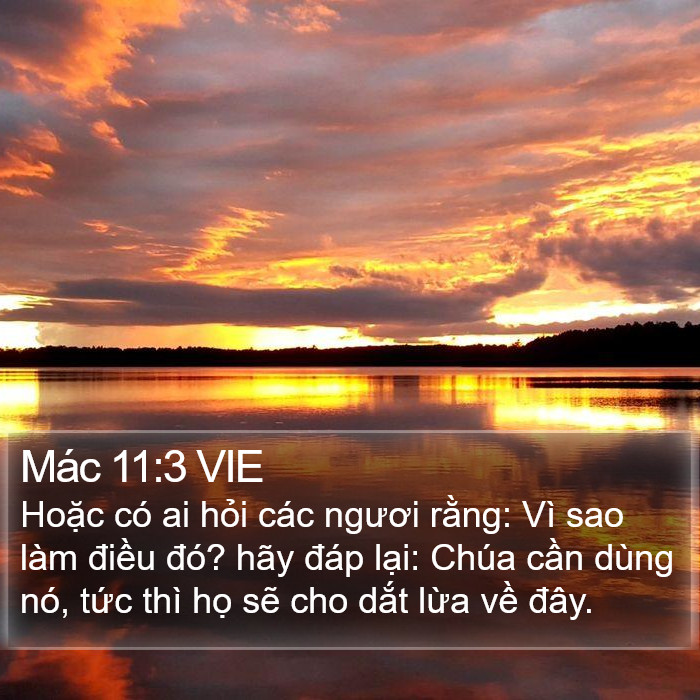 Mác 11:3 VIE Bible Study