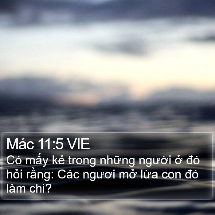 Mác 11:5 VIE Bible Study