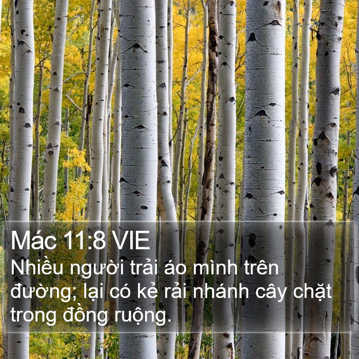 Mác 11:8 VIE Bible Study