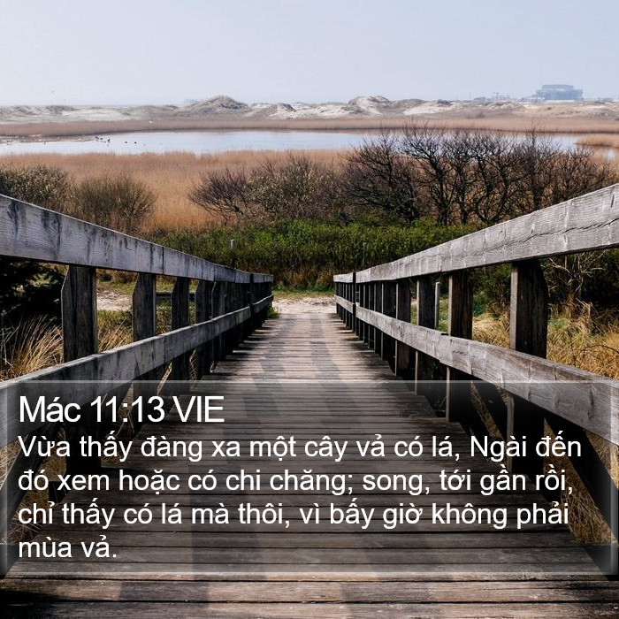 Mác 11:13 VIE Bible Study
