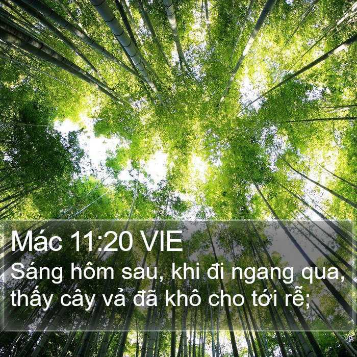 Mác 11:20 VIE Bible Study