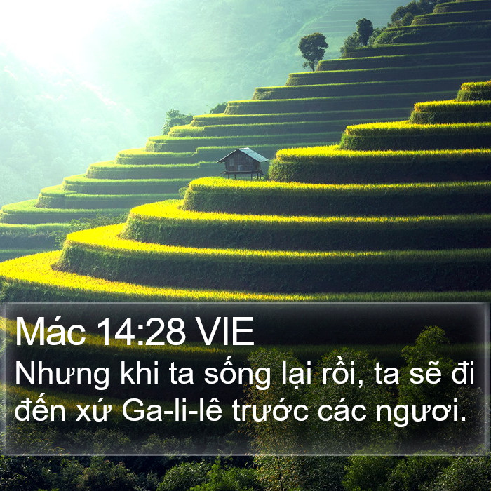 Mác 14:28 VIE Bible Study