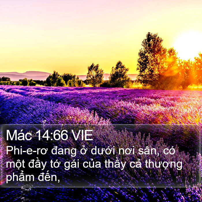 Mác 14:66 VIE Bible Study