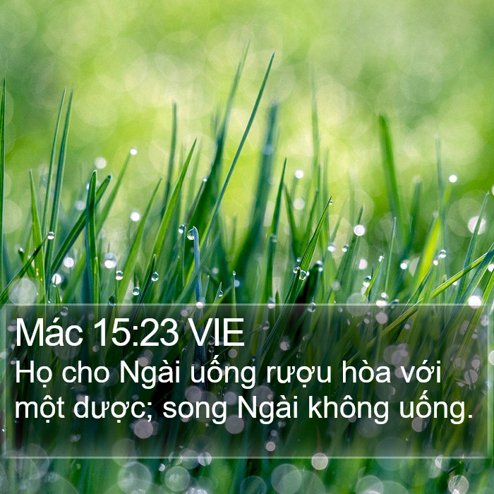 Mác 15:23 VIE Bible Study