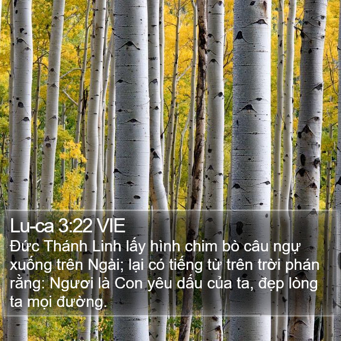 Lu-ca 3:22 VIE Bible Study