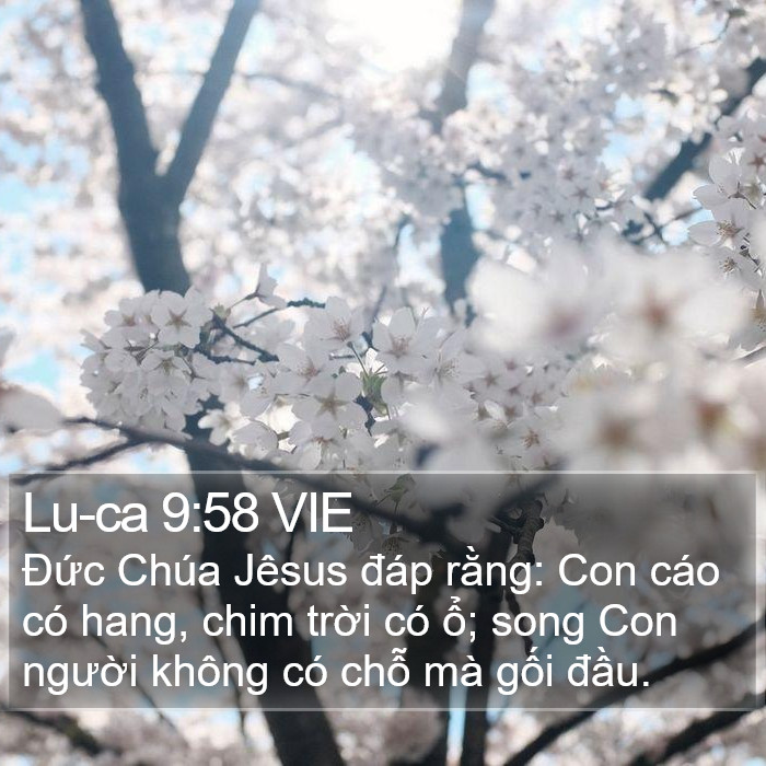 Lu-ca 9:58 VIE Bible Study