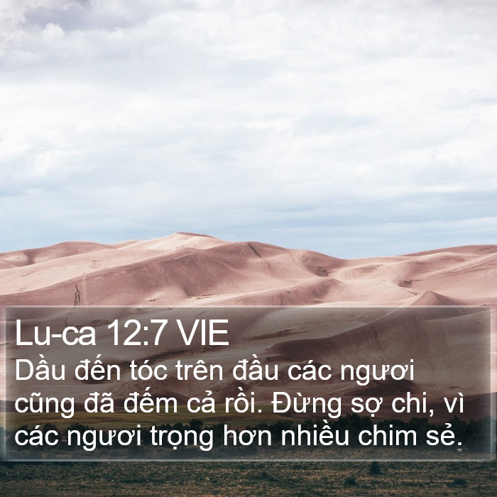 Lu-ca 12:7 VIE Bible Study