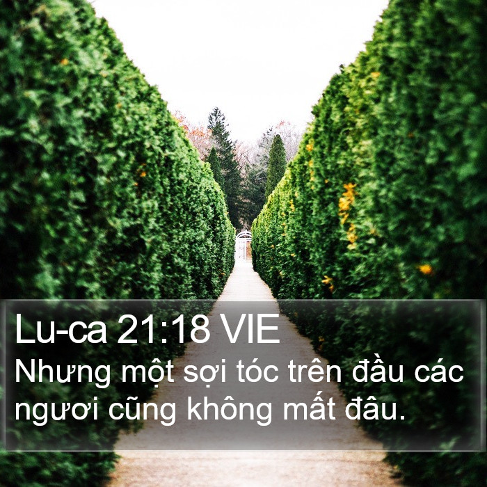 Lu-ca 21:18 VIE Bible Study