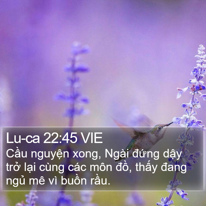Lu-ca 22:45 VIE Bible Study