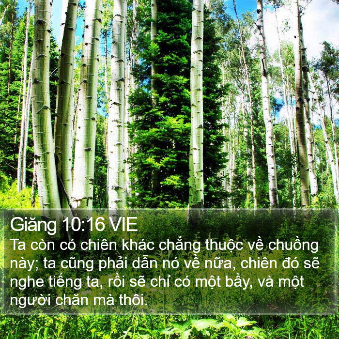 Giăng 10:16 VIE Bible Study