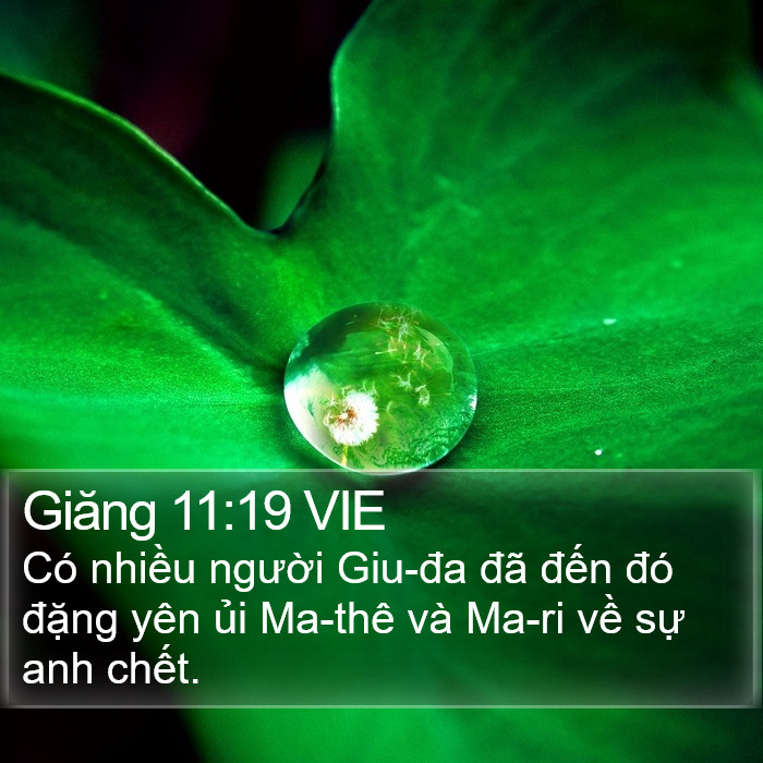 Giăng 11:19 VIE Bible Study