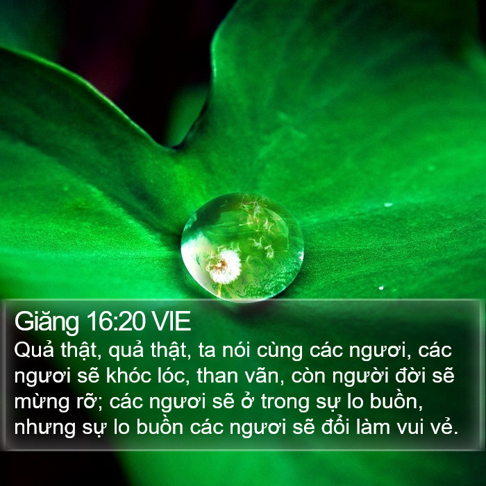 Giăng 16:20 VIE Bible Study