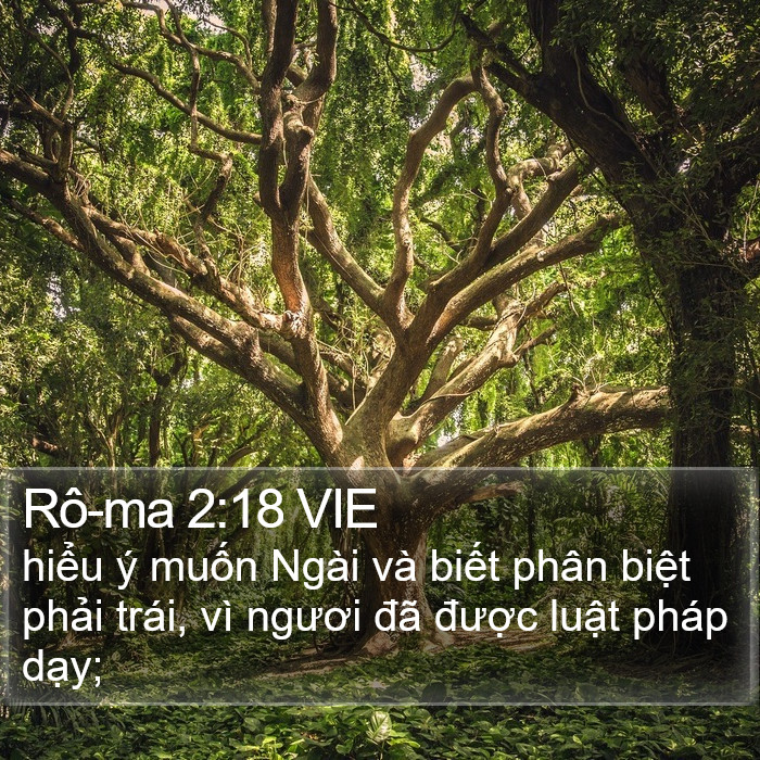 Rô-ma 2:18 VIE Bible Study
