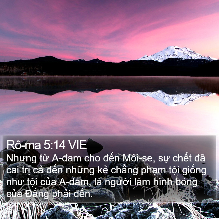 Rô-ma 5:14 VIE Bible Study
