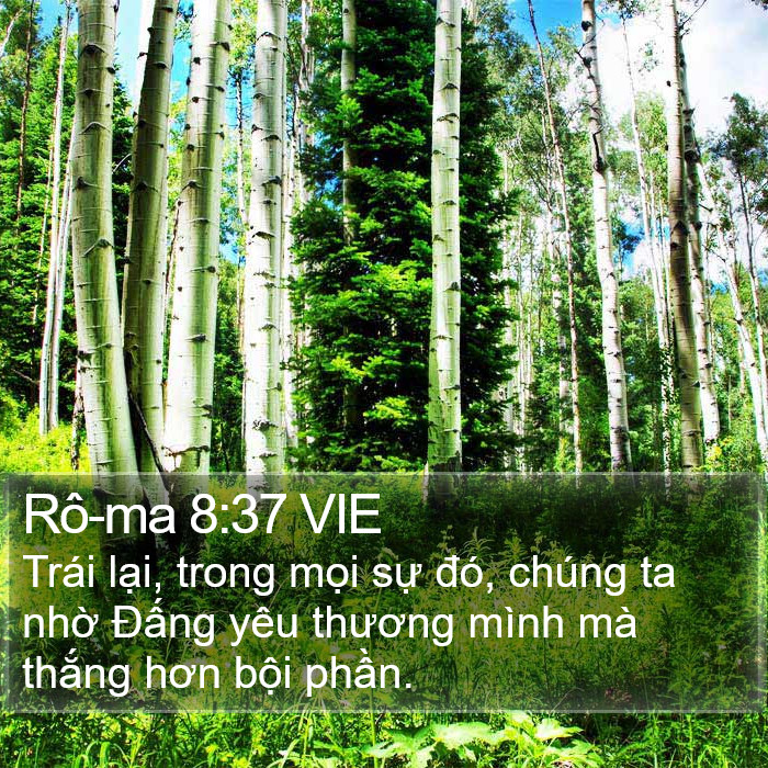 Rô-ma 8:37 VIE Bible Study